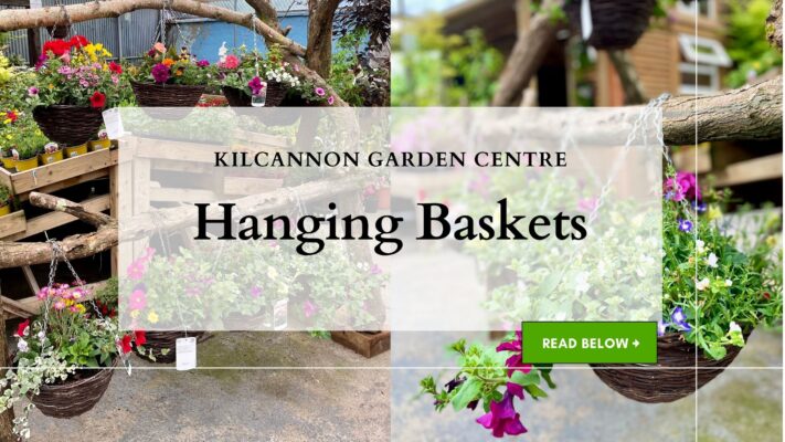 Hanging Baskets Kilcannon Garden Centre