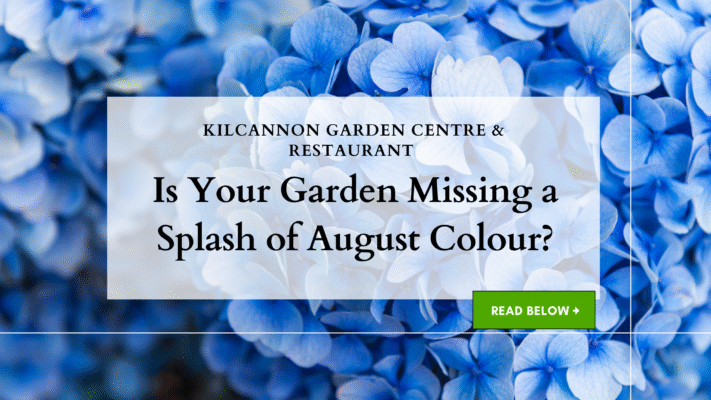 August colour for your garden - what to choose