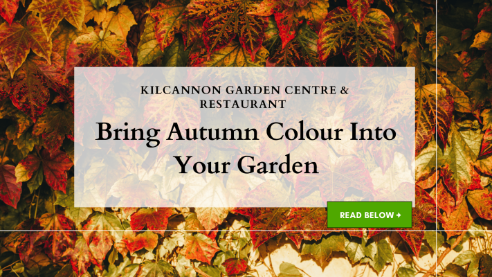 Kilcannon Garden Centre Bring Autumn Colour Into Your Garden