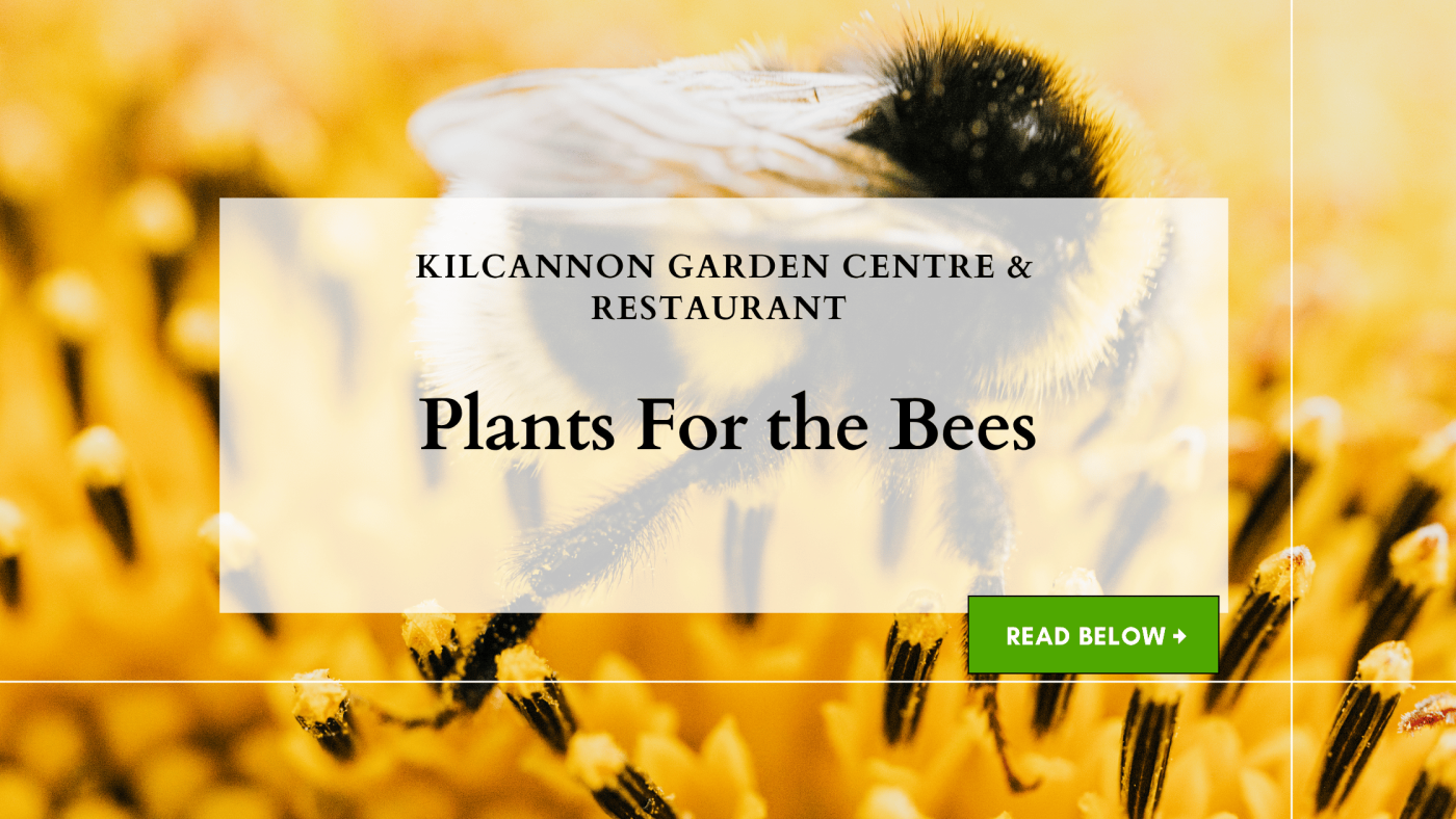 World Bee Day: Plant These for the Bees