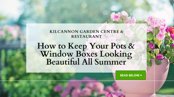 How to Keep Your Pots & Window Boxes Looking Beautiful All Summer