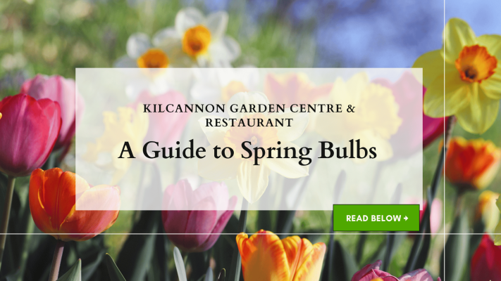 Kilcannon Garden Centre A Guide to Spring Bulbs
